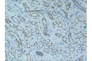 IHC-P analysis of Human Kidney Tissue, with DAB staining. (TNFRSF1A Antikörper  (AA 60-236))