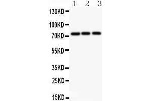 Anti-APLP1 antibody, Western blotting All lanes: Anti APLP1  at 0. (APLP1 Antikörper  (N-Term))