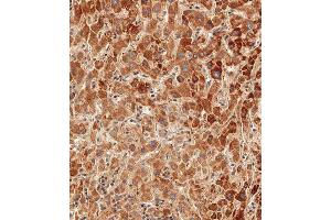 Immunohistochemistry (Paraffin-embedded Sections) (IHC (p)) image for anti-Glucagon (GCG) (AA 119-148), (C-Term) antibody (ABIN390769)