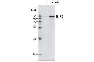 1ug and 10ug of crude membrane fraction/lane from Raphanus sativa L. (GRP78 Antikörper)