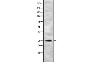 Western blot analysis of MYOG using HeLa whole cell lysates (Myogenin Antikörper  (C-Term))