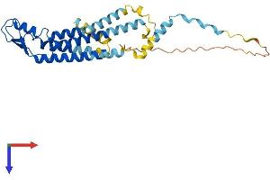 AlphaFold protein structure predicition of Human Recombinant GJD3 Protein, UniprotID Q8N144