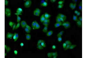 Immunofluorescence staining of HepG2 cells with ABIN7164001 at 1:100, counter-stained with DAPI. (KCNQ3 Antikörper  (AA 763-872))