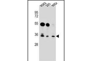 GLIPR1L2 Antibody (N-term) (ABIN656525 and ABIN2845792) western blot analysis in K562,293,WiDr cell line lysates (35 μg/lane). (GLIPR1L2 Antikörper  (N-Term))