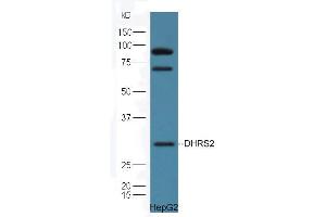HepG2 cell lysates probed with Rabbit Anti-DHRS2 Polyclonal Antibody, Unconjugated (ABIN2559682) at 1:300 in 4˚C. (DHRS2 Antikörper  (AA 61-160))