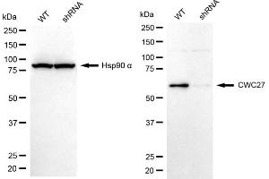 Western blotting analysis using CWC27 antibody (ABIN7798183). (Cwc27 Antikörper)