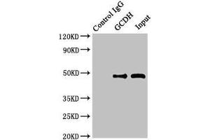Western Blotting (WB) image for anti-Glutaryl-CoA Dehydrogenase (GCDH) (AA 45-300) antibody (ABIN7154056)