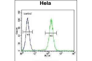 Flow cytometric analysis of Hela cells (right histogram) compared to a negative control cell (left histogram). (LARS Antikörper  (N-Term))