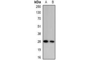Western blot analysis of Granzyme A expression in mouse blood (A), rat blood (B) whole cell lysates.