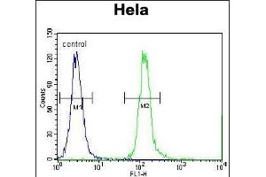 CPSF4L Antibody (C-term) (ABIN655557 and ABIN2845061) flow cytometric analysis of Hela cells (right histogram) compared to a negative control cell (left histogram). (CPSF4L Antikörper  (C-Term))