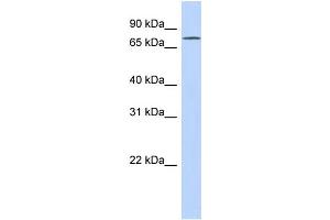 WB Suggested Anti-FLJ20433 Antibody Titration: 0. (EXD3 Antikörper  (N-Term))