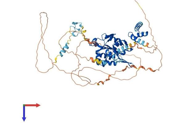 ZC3H12A Protein (AA 1-599) (His tag)