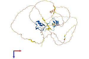 GATA4 Protein (AA 1-442) (His tag)