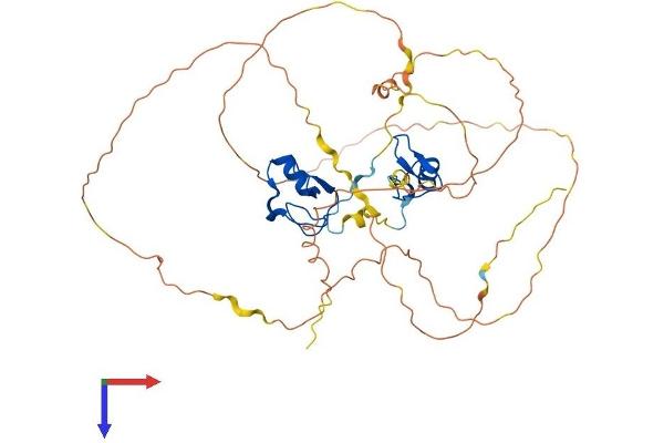 GATA4 Protein (AA 1-442) (His tag)
