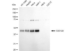 Western blotting analysis using CDC123 antibody (ABIN7798001). (Rekombinanter CDC123 Antikörper)