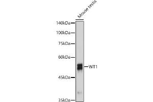 Western Blotting (WB) image for anti-Wilms Tumor 1 (WT1) antibody (ABIN7271368)