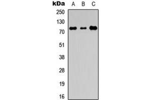 Western blot analysis of EDEM1 expression in HEK293T (A), Raw264. (EDEM1 Antikörper  (Center))