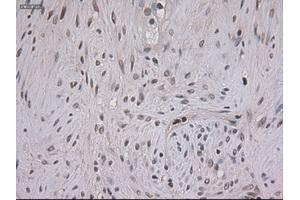 Immunohistochemical staining of paraffin-embedded kidney using anti-STAT3 (ABIN2452542) mouse monoclonal antibody. (STAT3 Antikörper  (AA 154-175))