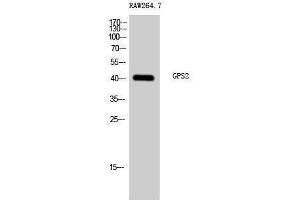 Western Blotting (WB) image for anti-G Protein Pathway Suppressor 2 (GPS2) (N-Term) antibody (ABIN3184920) (GPS2 Antikörper  (N-Term))