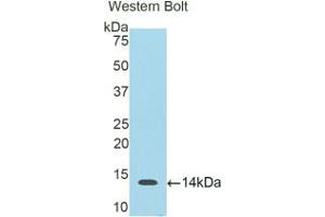 Western blot analysis of the recombinant protein. (S100B Antikörper  (AA 1-92))