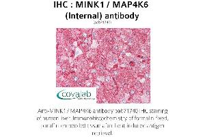 Image no. 1 for anti-Misshapen-Like Kinase 1 (MINK1) (Internal Region) antibody (ABIN1736951) (MAP4K6 Antikörper  (Internal Region))