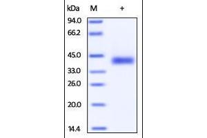 Cynomolgus PD-L1, His Tag on SDS-PAGE under reducing (R) condition.
