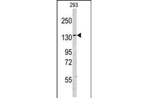 Western blot analysis of anti-LARS Antibody in 293 cell line lysates (35ug/lane)