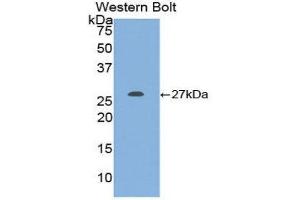 Western Blotting (WB) image for anti-KIT Ligand (KITLG) (AA 27-259) antibody (ABIN1860498) (KIT Ligand Antikörper  (AA 27-259))