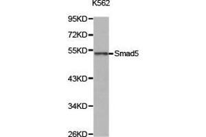 Western Blotting (WB) image for anti-SMAD, Mothers Against DPP Homolog 5 (SMAD5) antibody (ABIN1874856)