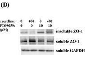 Western Blotting (WB) image for anti-Glyceraldehyde-3-Phosphate Dehydrogenase (GAPDH) antibody (ABIN2857072)