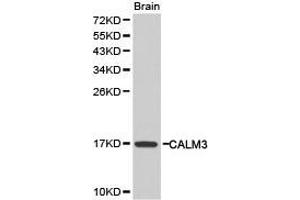 Western Blotting (WB) image for anti-Calmodulin 3 (Phosphorylase Kinase, Delta) (CALM3) antibody (ABIN1871403) (Calmodulin 3 Antikörper)