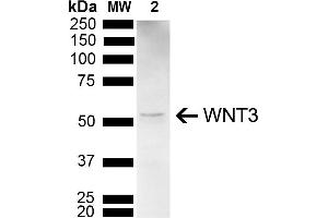 Western blot analysis of Mouse Brain showing detection of 39. (WNT3 Antikörper  (AA 280-330) (Alkaline Phosphatase (AP)))