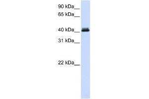 CANT1 antibody used at 1 ug/ml to detect target protein. (CANT1 Antikörper  (Middle Region))
