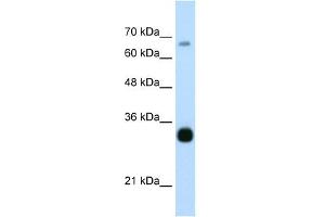 THOC3 antibody used at 0. (THO Complex 3 Antikörper  (Middle Region))