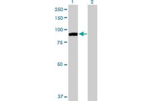 Western Blot analysis of MARK2 expression in transfected 293T cell line by MARK2 MaxPab polyclonal antibody.