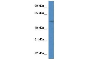 Western Blot showing Smpdl3a antibody used at a concentration of 1. (SMPDL3A Antikörper  (N-Term))