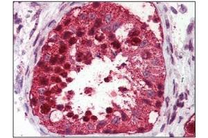 Immunohistochemistry: USP2 antibody staining of Formalin-Fixed, Paraffin-Embedded Human Testis. (USP2 Antikörper  (C-Term))