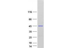 Validation with Western Blot (LANCL1 Protein (Transcript Variant 3) (Myc-DYKDDDDK Tag))