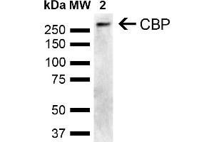 Western blot analysis of Human Cervical cancer cell line (HeLa) lysate showing detection of ~265. (CBP Antikörper  (AA 2100-2200))