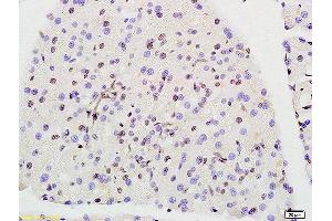 Formalin-fixed and paraffin embedded rat pancreas labeled with Anti-Prohibitin Polyclonal Antibody, Unconjugated (ABIN686692) at 1:200 followed by conjugation to the secondary antibody and DAB staining. (Prohibitin Antikörper  (AA 171-272))