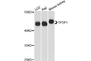 Western blot analysis of extracts of various cell lines, using TFDP1 antibody (ABIN5973148) at 1:3000 dilution. (DP1 Antikörper)