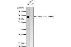Western blot analysis of extracts of various cell lines, using Inhibin alpha (INHA) Rabbit pAb antibody (ABIN6128093, ABIN6142457, ABIN6142458 and ABIN6218833) at 1:1000 dilution. (Inhibin alpha Antikörper  (AA 19-366))