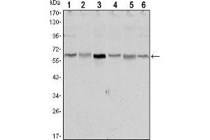 Western blot analysis using STK11 mouse mAb against NIH/3T3 (1),Raw246.