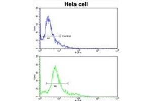 Flow Cytometry (FACS) image for anti-3-Hydroxy-3-Methylglutaryl-CoA Synthase 1 (Soluble) (HMGCS1) antibody (ABIN3002732) (HMGCS1 Antikörper)