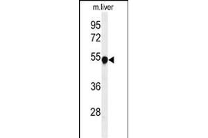 Western blot analysis of H Antibody (Center) (ABIN651111 and ABIN2840077) in mouse liver tissue lysates (35 μg/lane). (Phenylalanine Hydroxylase Antikörper  (AA 132-161))