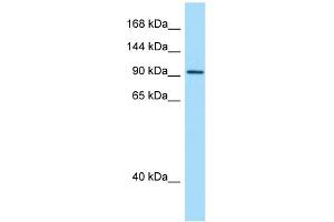 WB Suggested Anti-INTU Antibody Titration: 1. (INTU Antikörper  (C-Term))