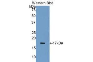 Western Blotting (WB) image for anti-ADAM Metallopeptidase with Thrombospondin Type 1 Motif, 1 (ADAMTS1) (AA 476-614) antibody (ABIN1077723)