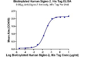 Immobilized Anti-Siglec-2 Antibody, hFc Tag at 0.