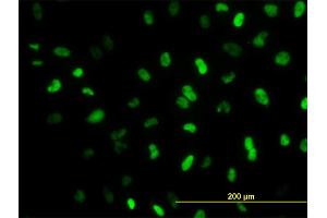Immunofluorescence (IF) image for anti-Meis Homeobox 2 (MEIS2) (AA 1-381) antibody (ABIN561794)