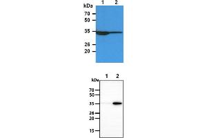 The Cell lysates (40ug) were resolved by SDS-PAGE, transferred to PVDF membrane and probed with anti-human TP53I3 antibody (1:3000). (TP53I3 Antikörper)
